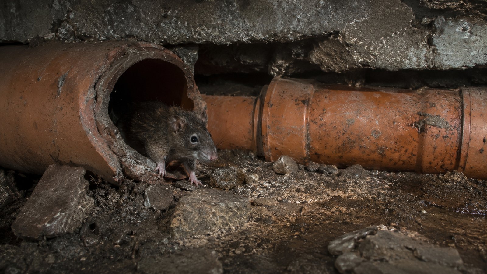 Rats in Drains — UK drainage example